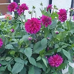 The Little Garden Hoose