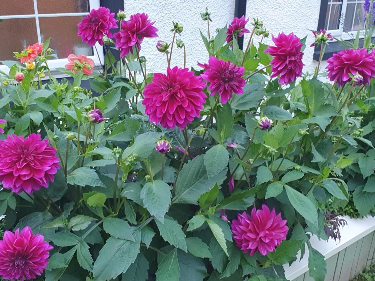 The Little Garden Hoose Chalé
