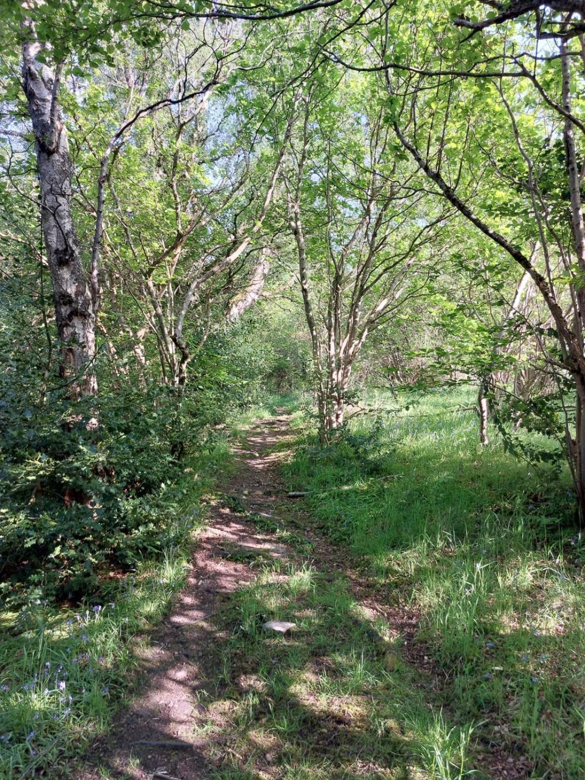 Apartment Treetops - Bright 2 Bed Flat - Super Location Inverness