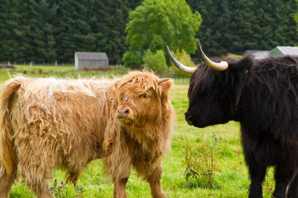 Gask House Farm Inverness