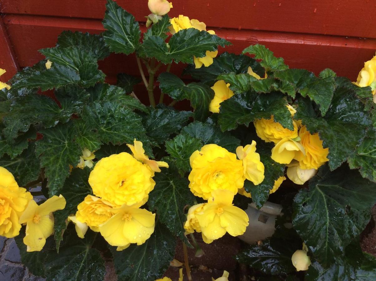 Rosebank Bed & Breakfast Inverness